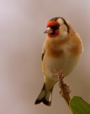 Goldfinch_2